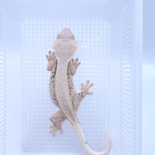 화이트스팟 핀스트라이프