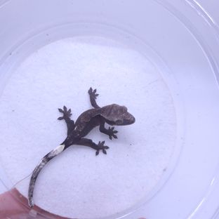 아잔틱