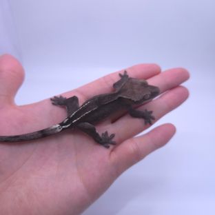 아잔틱