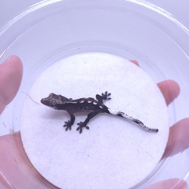 아잔틱
