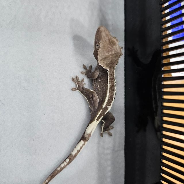 아잔틱