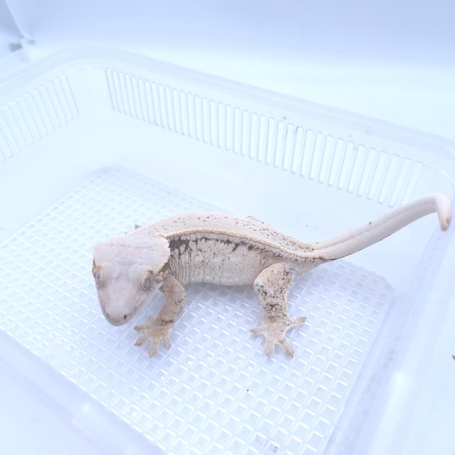 화이트스팟 핀스트라이프