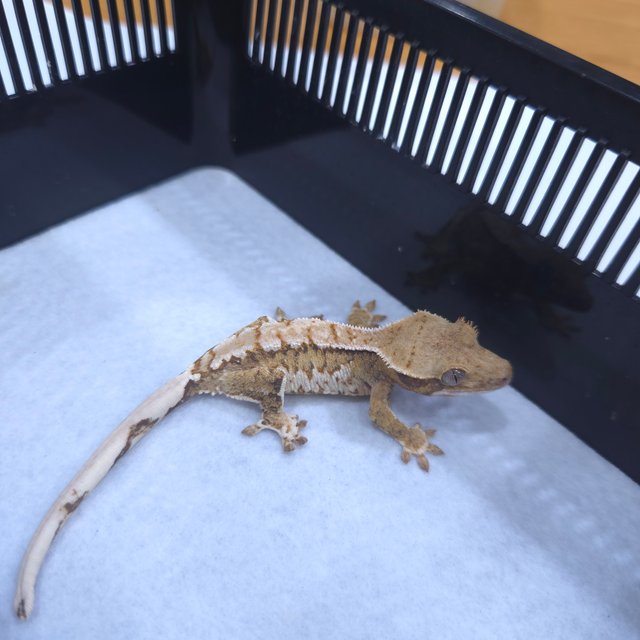 트라이 텐저린