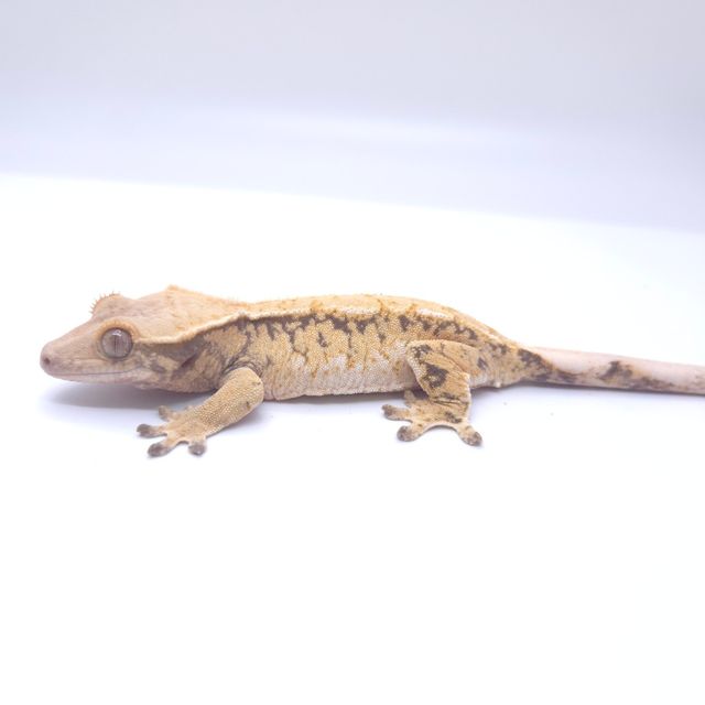 트라이