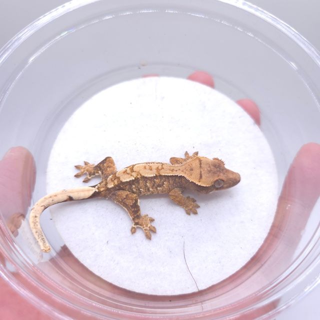 텐저린 트라이