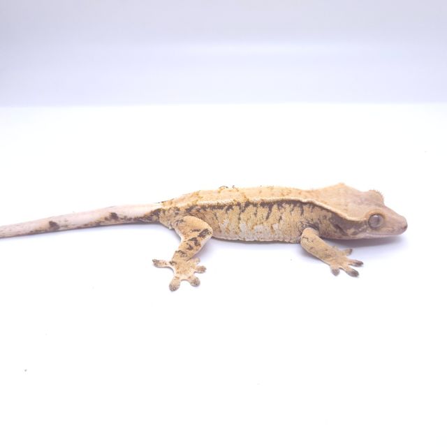 트라이