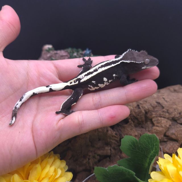 아잔틱