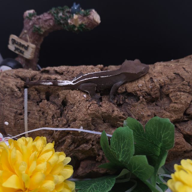아잔틱