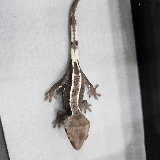 아잔틱