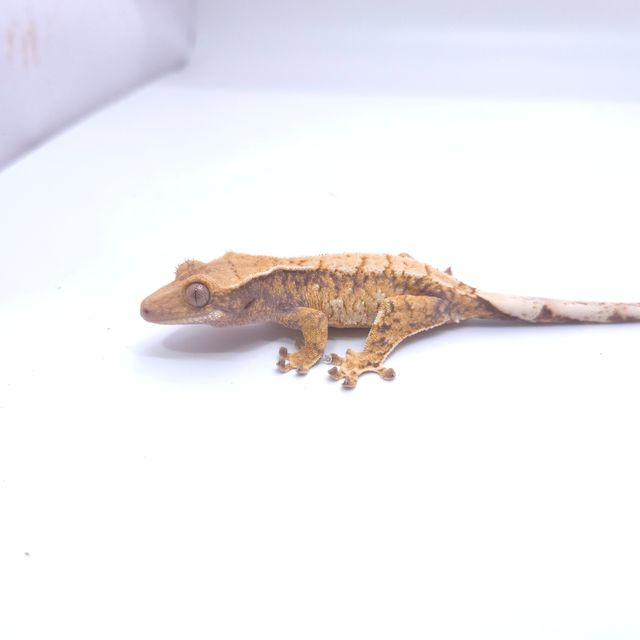 텐저린 트라이