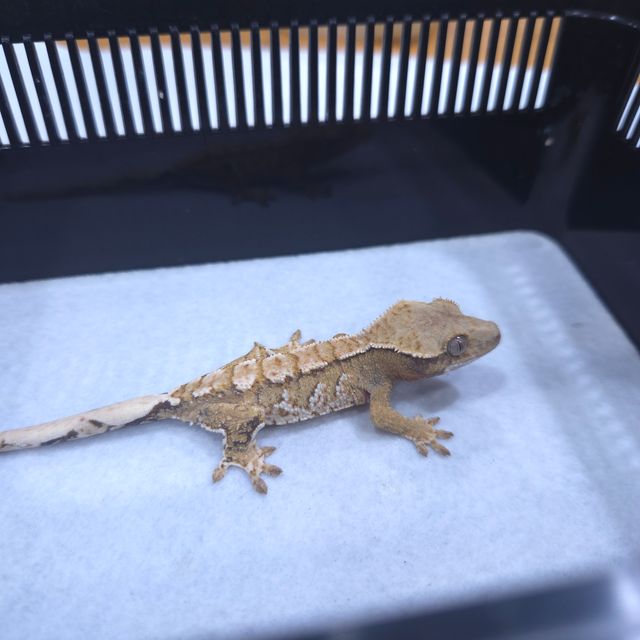 트라이 텐저린