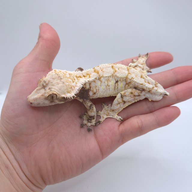 화이트 드리피 화이트스팟