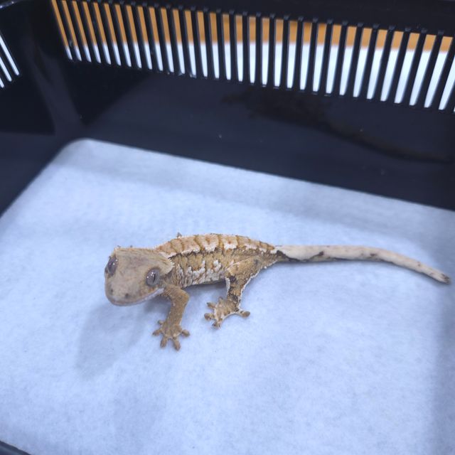 트라이 텐저린