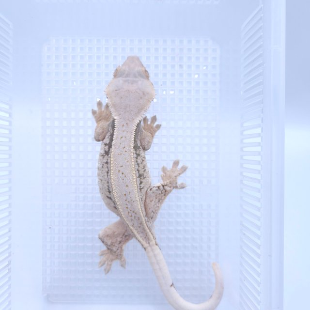 화이트스팟 핀스트라이프