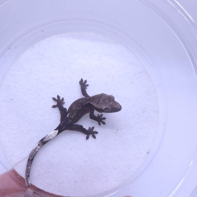 아잔틱