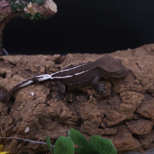 아잔틱