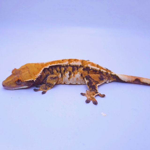 트라이
