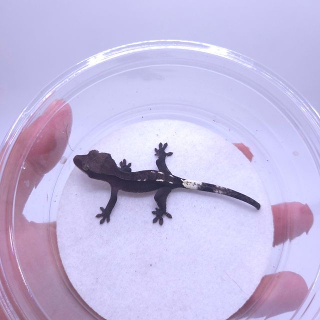 아잔틱