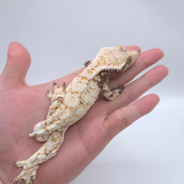 화이트 드리피 화이트스팟