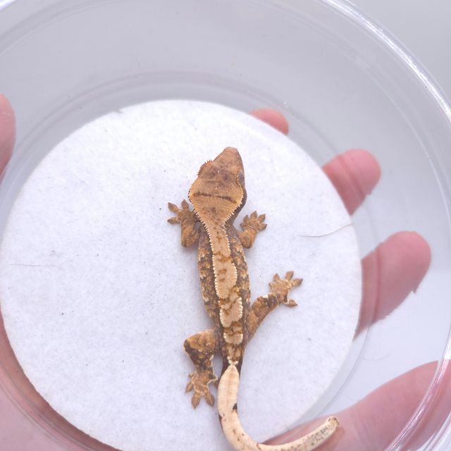 텐저린 트라이