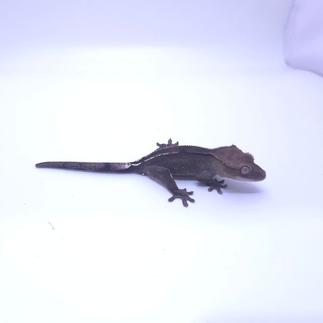 아잔틱