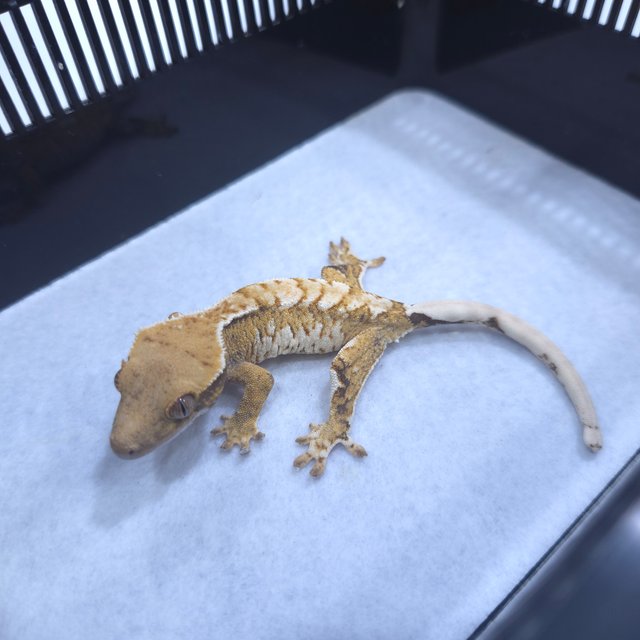 트라이 텐저린