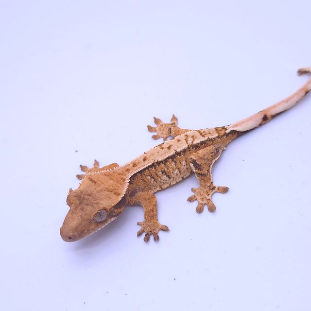 트라이