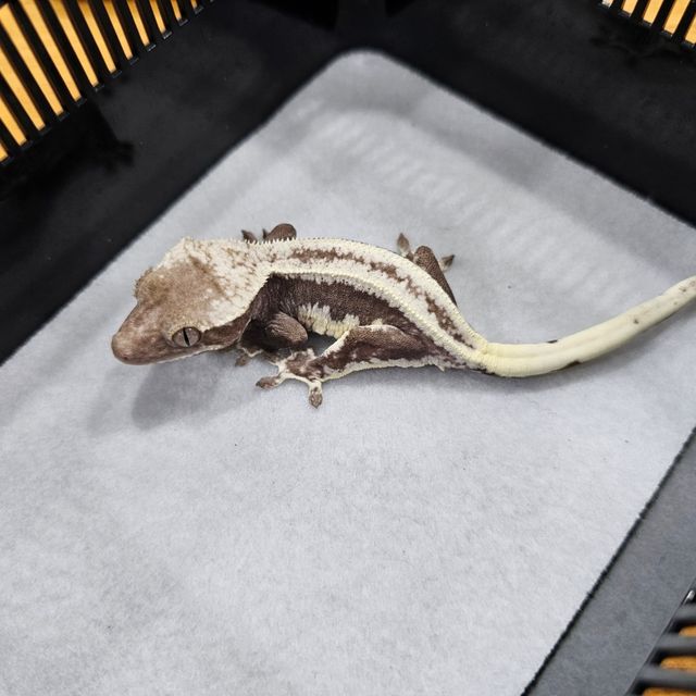 릴잔틱