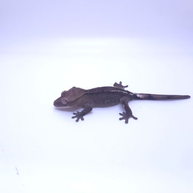 아잔틱
