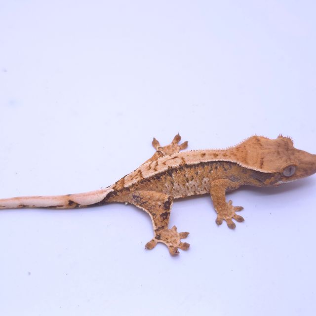 트라이