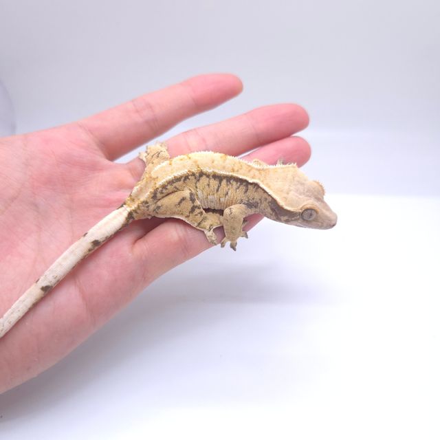 트라이