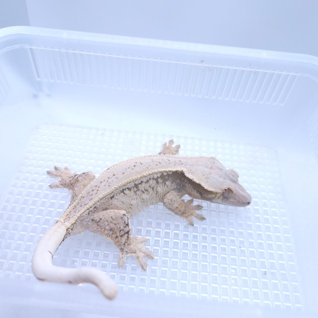 화이트스팟 핀스트라이프