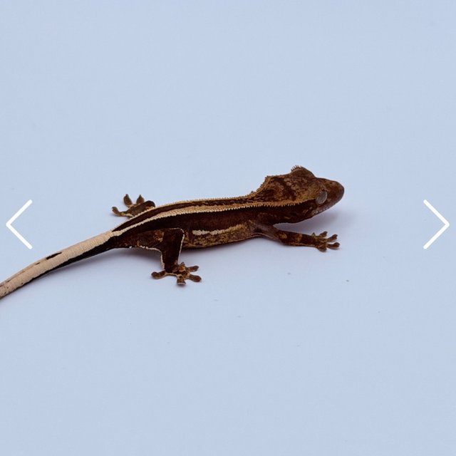 100%헷아잔틱 슈퍼스트라이프