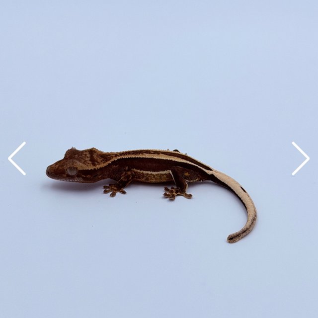 100%헷아잔틱 슈퍼스트라이프