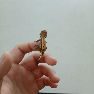 세이블 풀핀