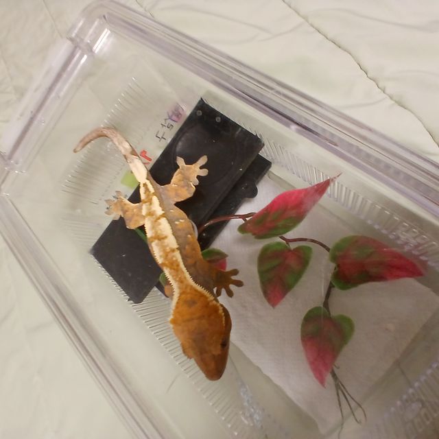 세이블
