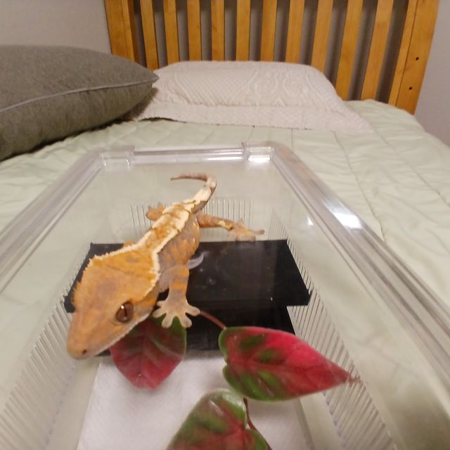 세이블