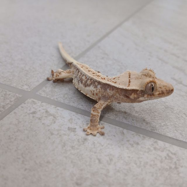 릴리화이트 트라이