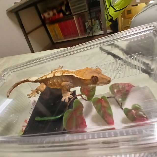 세이블