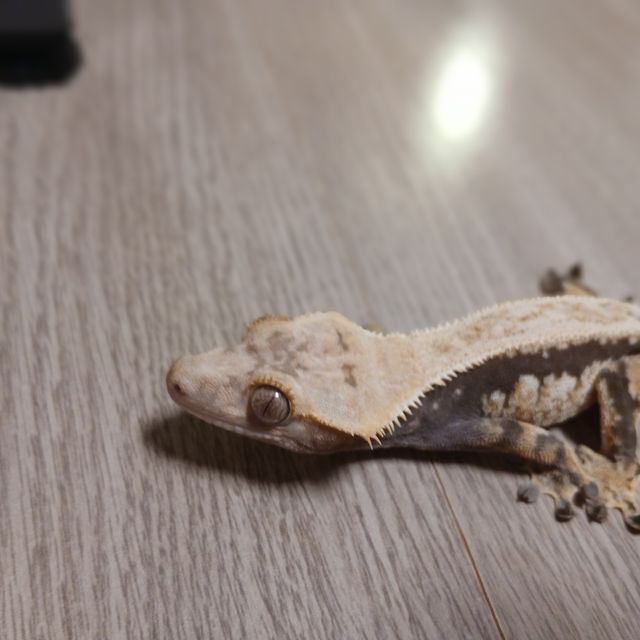 노멀 드리피 화이트스팟