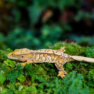 트라이 타이거 익스트림할리퀸