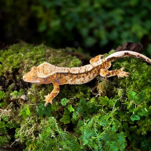 트라이 익스트림할리퀸 타이거