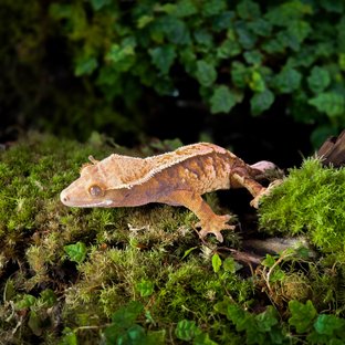 트라이 익스트림할리퀸 타이거