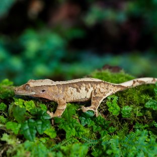 트라이 익스트림할리퀸 타이거