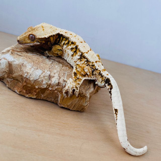 트라이 익스트림할리퀸 타이거