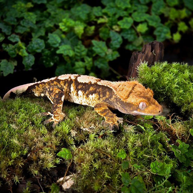 트라이 익스트림할리퀸 타이거