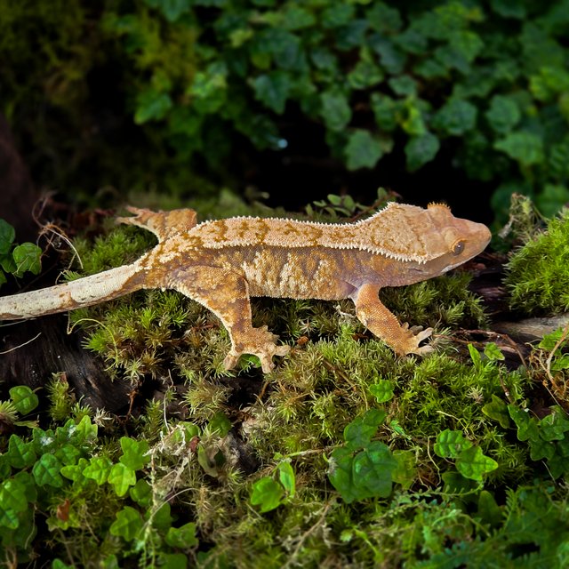 트라이 익스트림할리퀸 타이거