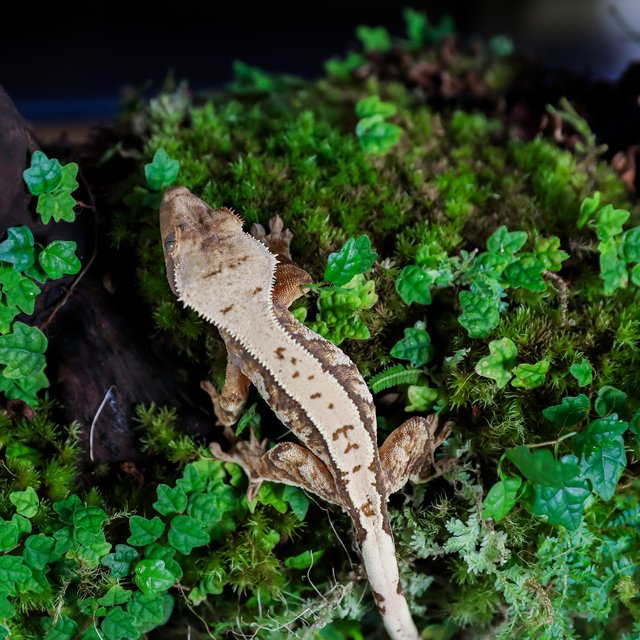 트라이 익스트림할리퀸 타이거