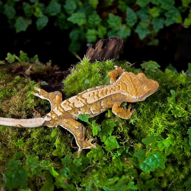 트라이 익스트림할리퀸