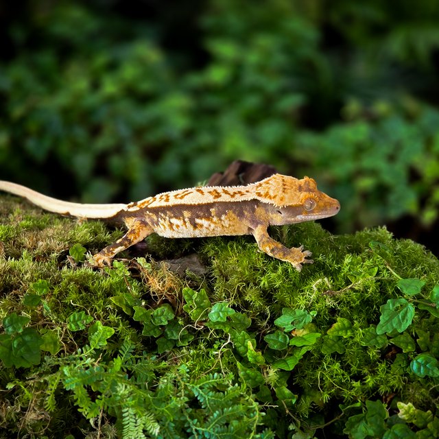 트라이 익스트림할리퀸